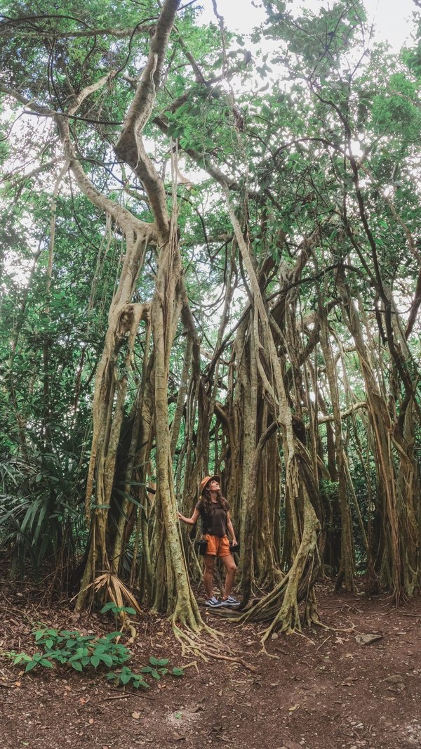 Quels sont les nombreux avantages du VTC électrique ?